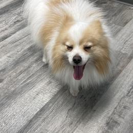 Gunner - Pomeranian