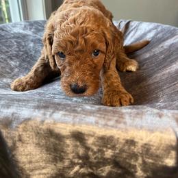 Marion Strong - Apricot female Goldendoodle puppy in Clarksville, Tennessee from Golden Pine Designer Doodles