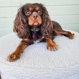 Tori - Cavalier King Charles Spaniel
