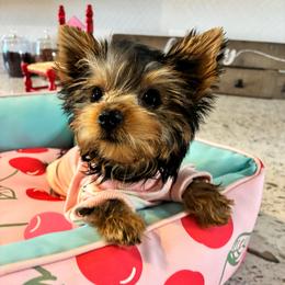 Libby - Black and tan female Yorkshire Terrier puppy in Yuma, Arizona from Yuma Yorkie