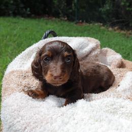 Espresso - Chocolate and tan male Dachshund puppy in Hawthorne, Florida from Circle M Dachshunds
