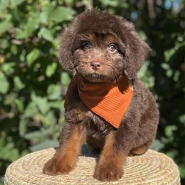 Orange Boy-Brown Phantom - Chocolate male Goldendoodle puppy in Lowville, New York from DM Hilltop FURfamily