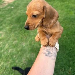 Lizzy - Dapple female Dachshund puppy in West Cleo, Oklahoma from 4L Doxies