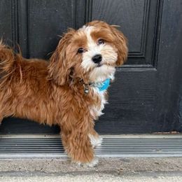 Tobi - Havanese