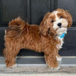 Tobi - Havanese