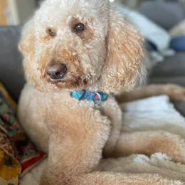 Goldendoodles from North Texas Doodle Darlins