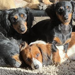 Dachshunds from Hayward's House of Dach's