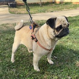 Megan - Pug