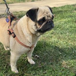 Megan - Pug