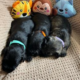 Lavender collared Girl - Salt and pepper female Miniature Schnauzer puppy in San Diego, California from KMS-Miniature Schnauzers