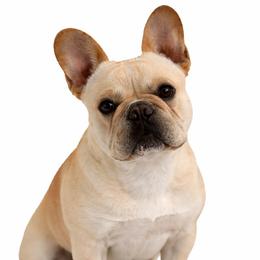 Prince - French Bulldog