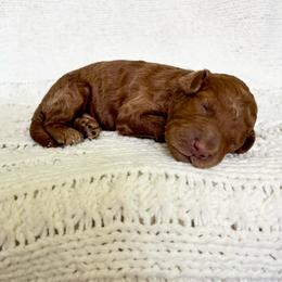 Rio - Red  male Goldendoodle puppy in Birmingham, Alabama from Ivy’s Doodles