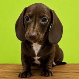 Leramie - Chocolate male Dachshund puppy in Lincoln, Arkansas from Red Dirt Dachshunds