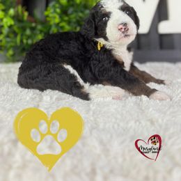 Goldendoodle Puppies from Maryland Designer Doodles