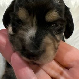 (Yellow) - Dapple Dachshund puppy in Hanford, California from Cooper Gals Doxies