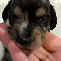 (Yellow) - Dapple Dachshund puppy in Hanford, California from Cooper Gals Doxies