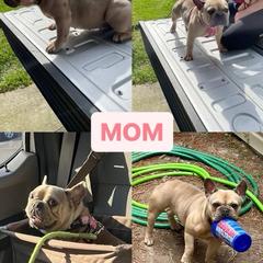 Olive - French Bulldog