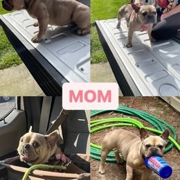 Olive - French Bulldog