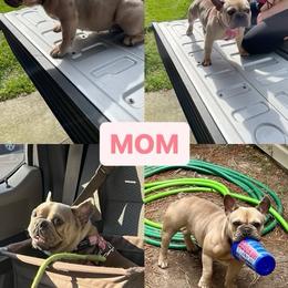 Olive - French Bulldog