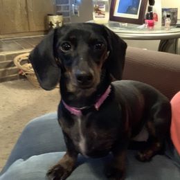 Ryn tin - Dachshund