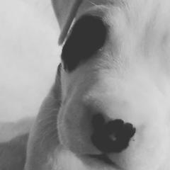 Dogo Argentinos from Northern Legacy Dogos