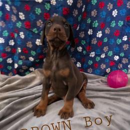 Brown - Red and rust male Doberman Pinscher puppy in Knox, Indiana from Double River Dobermans