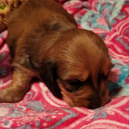 Dachshund Puppies from CLARK'S BREEDING PROGRAM