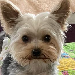 Poodles and Yorkshire Terriers from Star Catcher Pups