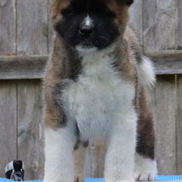Akita Puppies from Excel Shu-Ku Akitas