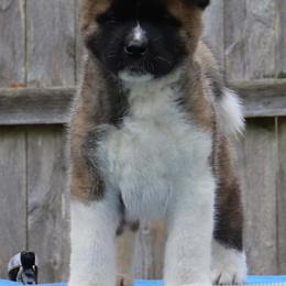 Akita Puppies from Excel Shu-Ku Akitas