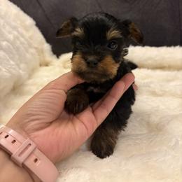 Banana - Black and tan male Yorkshire Terrier puppy in San Antonio, Texas from Sweet as dessert puppies