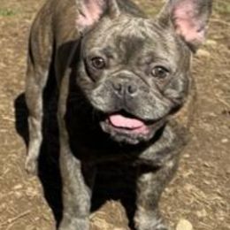 French Bulldogs from Malandro French Bulldogs