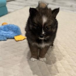 David - Wolf sable male Pomsky puppy in Gunter, Texas from The Painted Pomsky