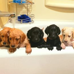 Double Doodle and Goldendoodle Puppies from Badgerland Goldendoodles