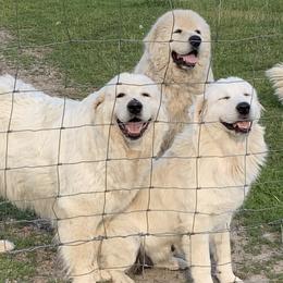 Maremma Sheepdog puppies from Stoneybrook Working Dogs