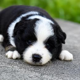 Tahoe - Black tri female Miniature American Shepherd puppy in Leitchfield, Kentucky from Legendmaker MAS