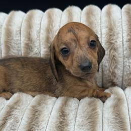 Abby - Brindle female Dachshund puppy in Corona, California from ChezBeale