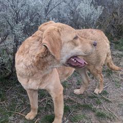 Astrid - Chesapeake Bay Retriever