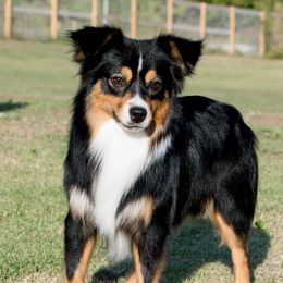 Shooter - Miniature Australian Shepherd
