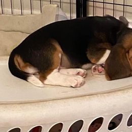 Beagle Puppies from Sunkissed Beagles