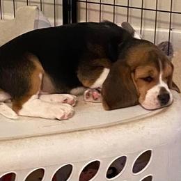 Beagle Puppies from Sunkissed Beagles