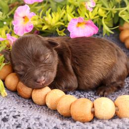 Miniature Schnauzer and Poodle Puppies from Crystal Rose Canines