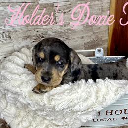 Lou - Dachshund puppy from Holder’s Doxie Farm
