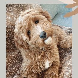 Maple - Goldendoodle