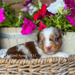 Root Beer - Red merle male Miniature Australian Shepherd puppy in Oklahoma City, Oklahoma from Outland Toy & Mini Aussies