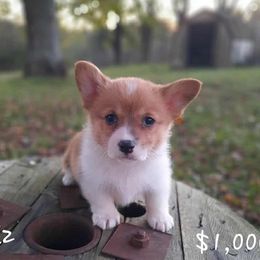 Girl 2 - Red female Pembroke Welsh Corgi puppy in Nixa, Missouri from Pistol Creek Puppies
