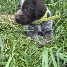 Chartruese Boy - Brown and gray male Wirehaired Pointing Griffon puppy in Fairmount, Georgia from Idleista Grand Chasseur