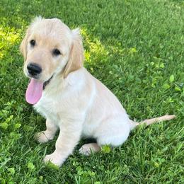 Charles - Golden male Golden Retriever puppy in Minerva, Ohio from Milligan Valley Golden Retrievers