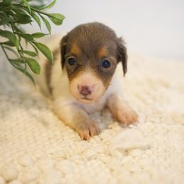 Elsa - Piebald female Dachshund puppy in Indiantown, Florida from Turquoise River Minature Dachshunds