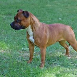 Ava - Staffordshire Bull Terrier